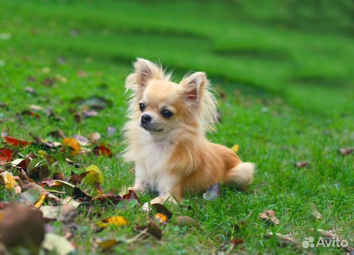 Инструктор по вязке собак мелких и средних пород