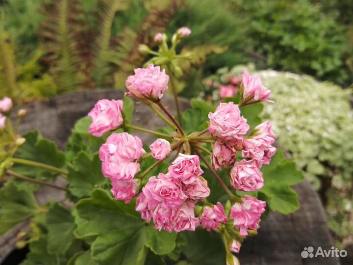 Пеларгония герань Australies Pink