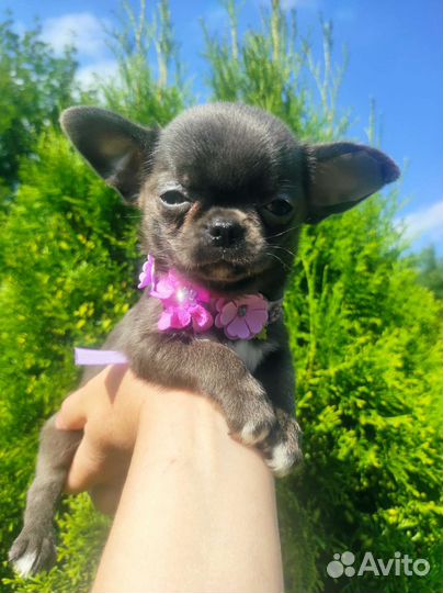 Голубая красотка чихуахуа