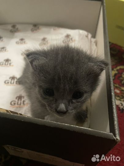 Кошки бесплатно