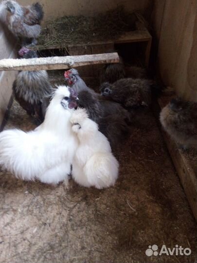 Китайские петушки