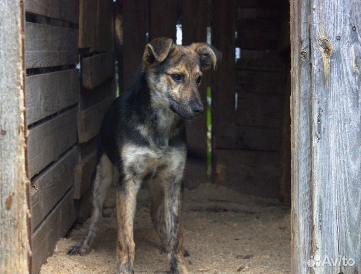 Дворняжки чистокровные