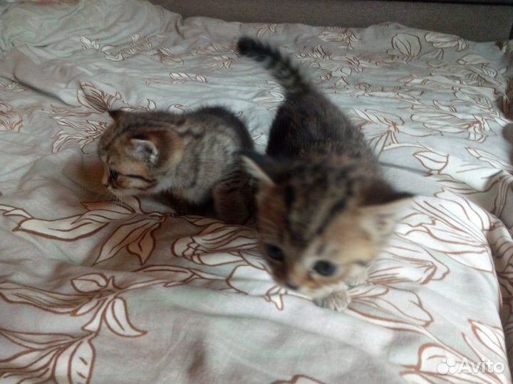 Котята бесплатно
