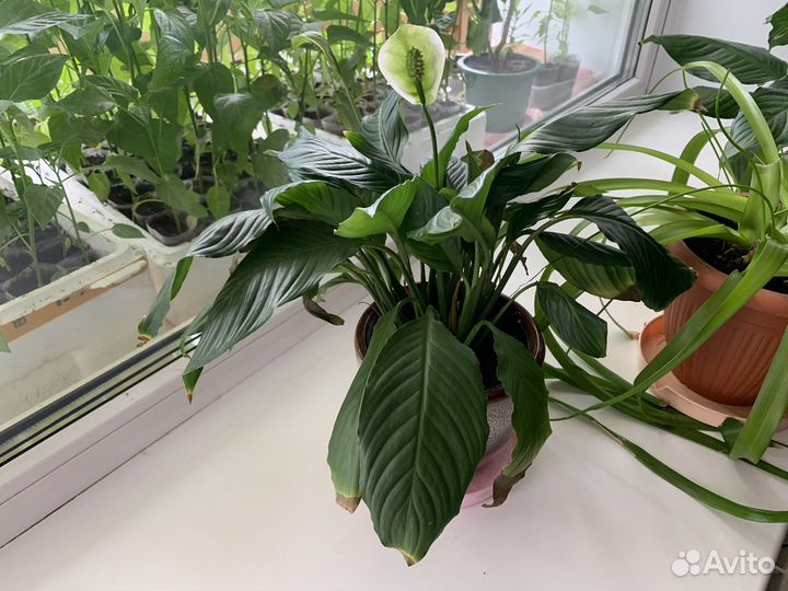 Цветок женское счастье