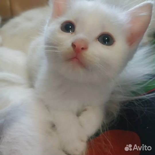 Котята турецкой ангоры