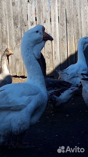 Холмогорские гуси