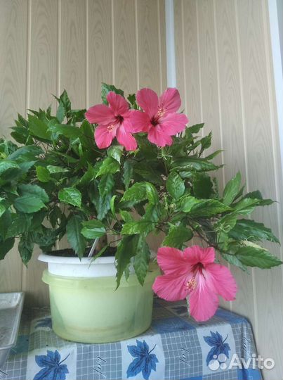 Гибискус, укоренённые черенки