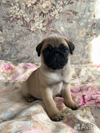 Щенки мопса