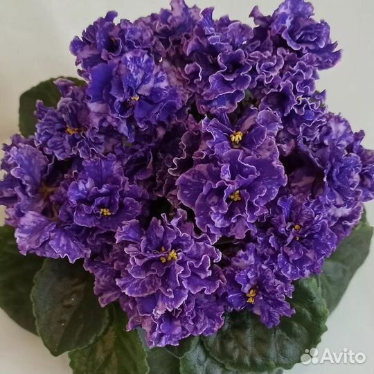 Черенки сортовых фиалочек