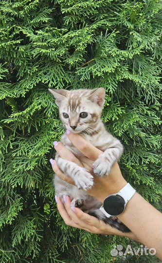 Бенгальские котята