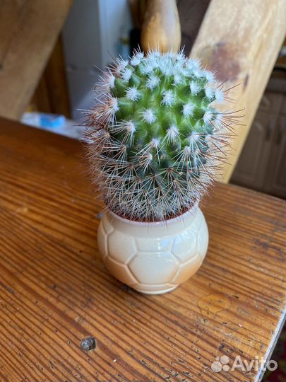 Кактус в кашпо