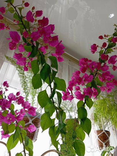 Комнатные цветы