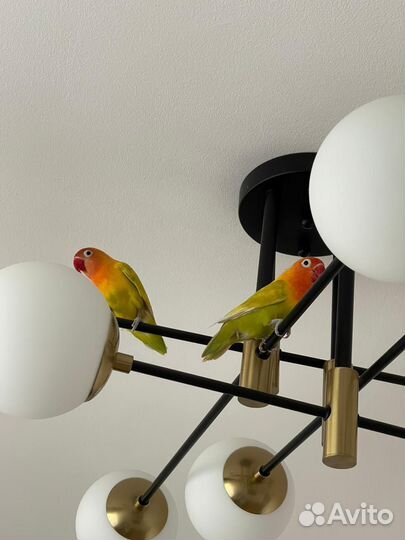 Попугай неразлучник