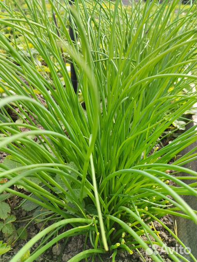 Многолетние пряные и лекарственные растения