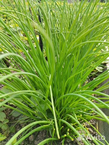 Многолетние пряные и лекарственные растения