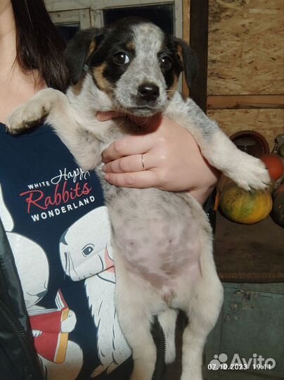 Щенки помесь