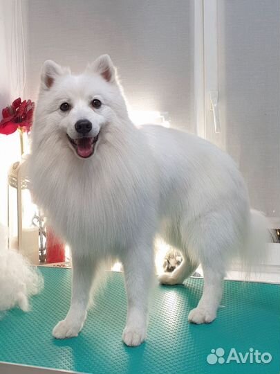 Японский шпиц на вязку