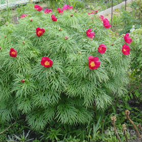 Пион узколистный, тонколистный (tenuifolia)