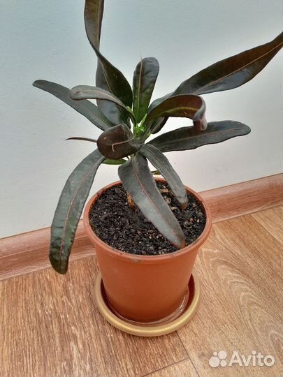 Кротон узколистный