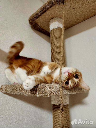 Настенный игровой комплекс для кошек, когтеточка