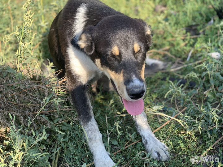 Щеночек Метис немецкой овчарки в добрые руки