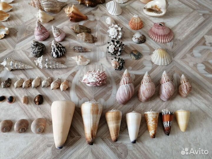 Коллекция морских раковин