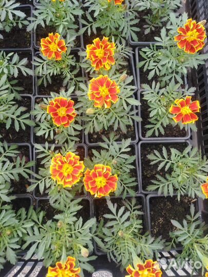 Рассада однолетних цветов