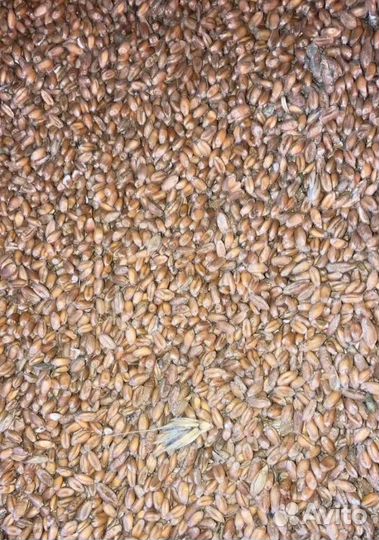 Фуражный горох, Сахарная свёкла на корм/посев