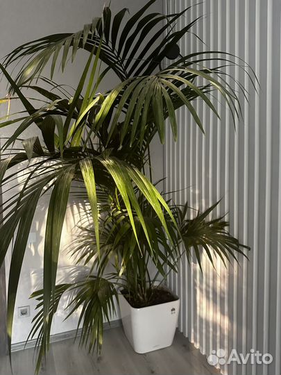 Комнатные растения