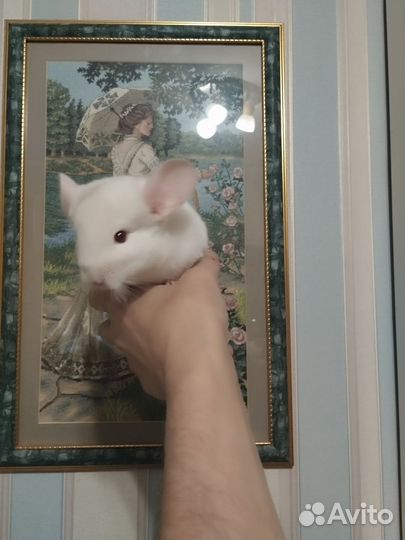Шиншилла