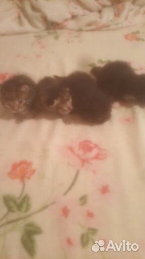 Отдам котят