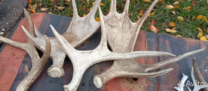 Продам рога лося, косули