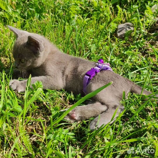 Бурманские котята голубого окраса