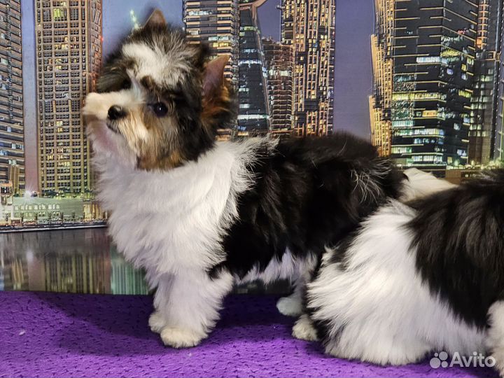 Щенки бивер йорка