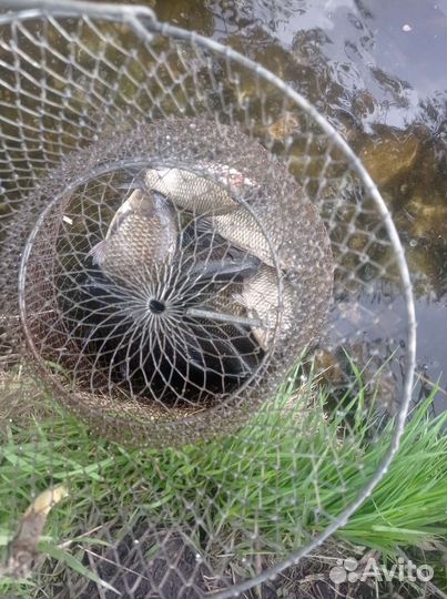 Живая рыба карась