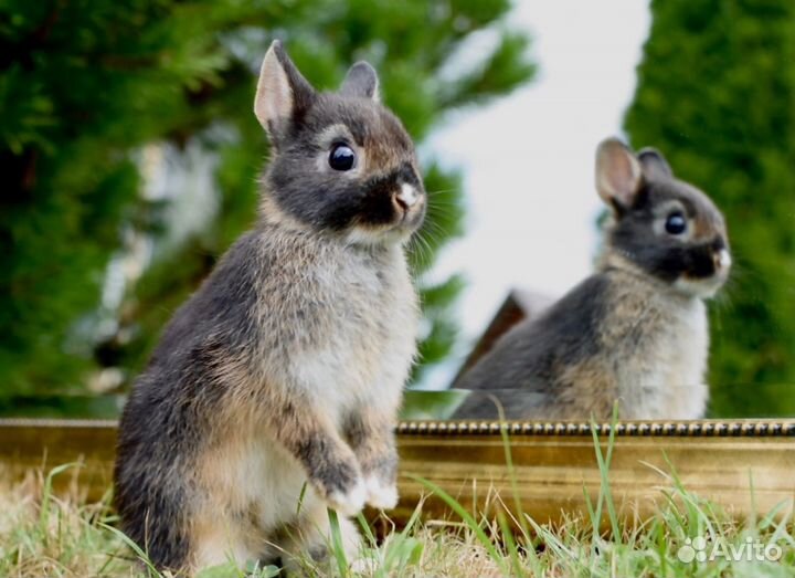 Декоративные кролики. Ручные и чистоплотные