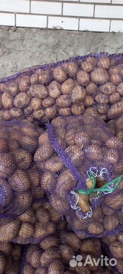 Картофель, морковь