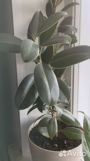 Комнатные растения цветы большие