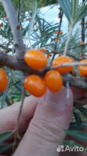 Саженцы облепихи