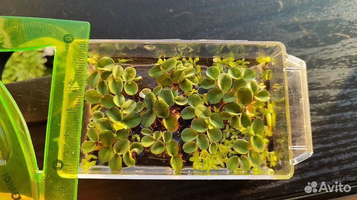 Аквариумные растения