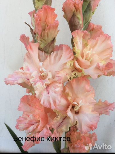 Гладиолусы детки