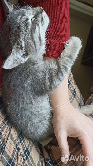 Кошка в дар