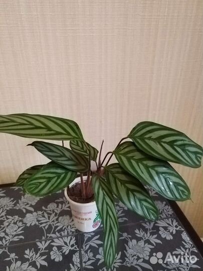 Калатея (ктенанта)