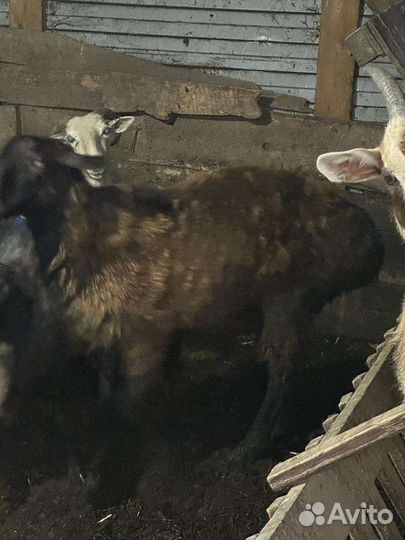 Баран на племя Эдельбай 2 года