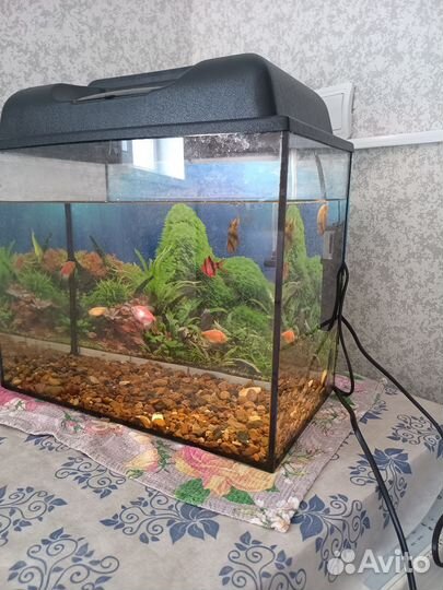Аквариум с рыбками