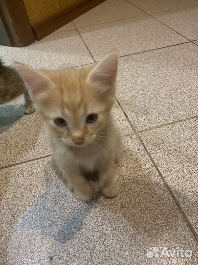 Котенок в добрые руки