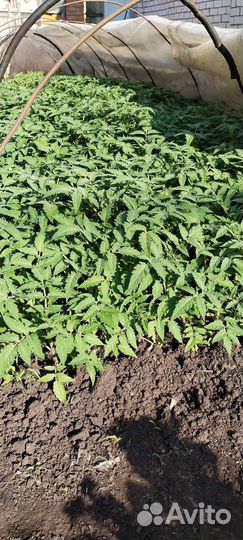 Рассада помидор