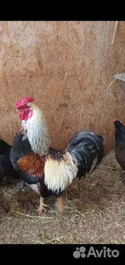 Петухи молодые