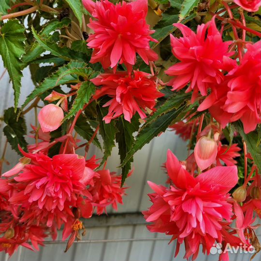 Бегония беллекония