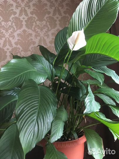 Спатифиллум отросток